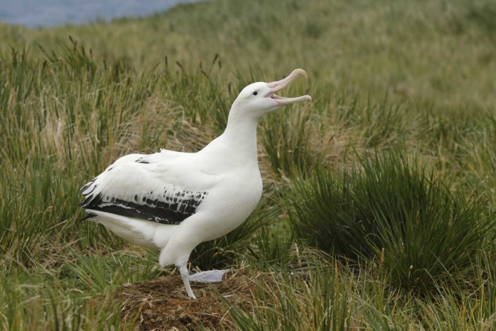 South Georgia Isl, Prion Isl Wandering albatross